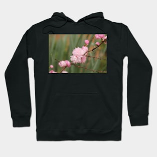 Flowering Pink Almond Hoodie